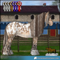 Horse Color:White Spotted Chocolate Palomino Dun Blanket  and Bay Dun Near Leopard Brindle 