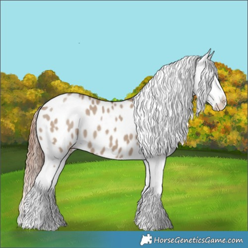 Horse Color:Liver Red Dun Appaloosa 