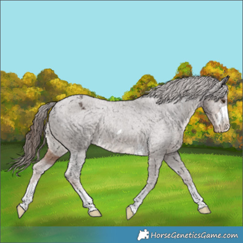 Horse Color:Liver Chestnut Appaloosa Rabicano 