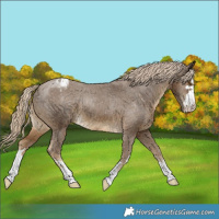Horse Color:Chocolate Palomino Appaloosa 