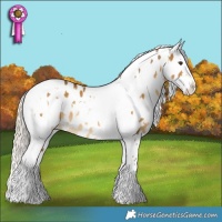 Horse Color:Chocolate Palomino Dun Splash Tobiano Near Leopard  and White Spotted Chocolate Palomino Dun Splash Tobiano Frame Near Fewspot 