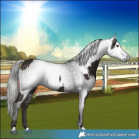 Horse Color:Liver Chestnut  and Gray Liver Chestnut 