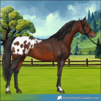 Horse Color:Brown Appaloosa