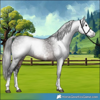 Horse Color:Gray Brown Sabino Tobiano