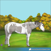 Horse Color:Grullo Splash Tobiano Appaloosa Rabicano