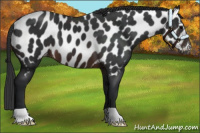 Horse Color:Brown Appaloosa 
