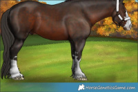 Horse Color:Liver Chestnut 