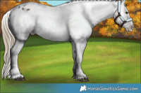 Horse Color:Liver Chestnut Sabino Appaloosa 