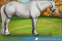 Horse Color:Liver Chestnut Sabino Appaloosa 