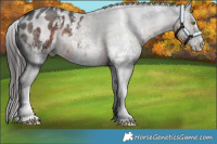 Horse Color:Brown Sabino Appaloosa 