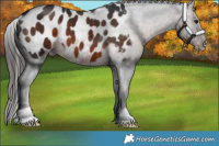 Horse Color:Brown Appaloosa 