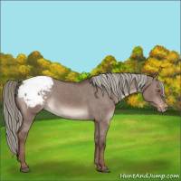 Horse Color:Liver Red Dun Mushroom Snowcap