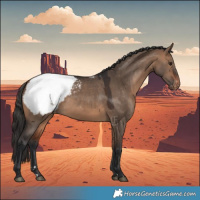 Horse Color:Bay Dun Appaloosa 
