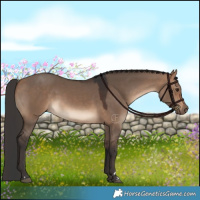 Horse Color:Bay Dun 