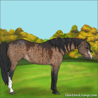 Horse Color:Brown Dun Brindle