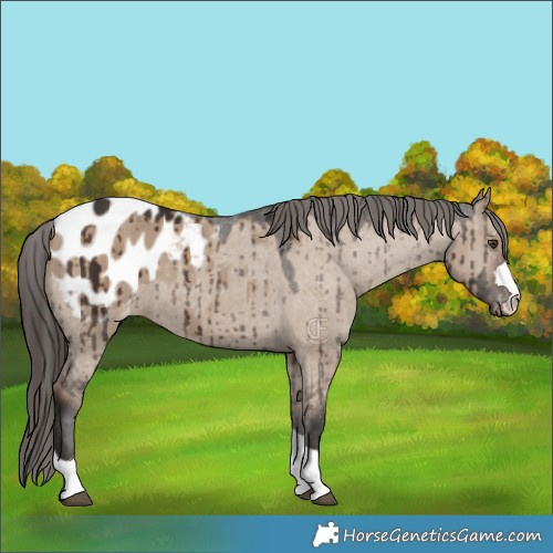Horse Color:Liver Red Dun Appaloosa Brindle 