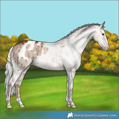 Horse Color:Red Dun Mushroom Appaloosa Brindle 