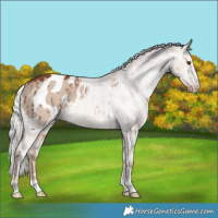 Horse Color:Red Dun Mushroom Appaloosa Brindle 