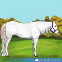 Horse Color:Chestnut Snowcap 