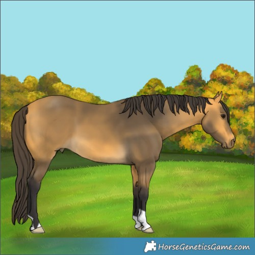 Horse Color:Buckskin 