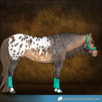 Horse Color:Buckskin Tobiano Appaloosa Rabicano 