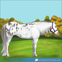 Horse Color:Liver Chestnut Sabino Splash Appaloosa 