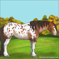 Horse Color:White Spotted Bay Appaloosa 