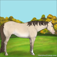 Horse Color:Amber Cream Champagne Dun 