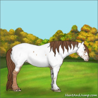 Horse Color:Red Dun Appaloosa 