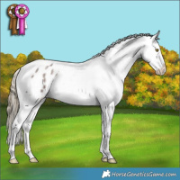 Horse Color:Liver Red Roan Tobiano Appaloosa 