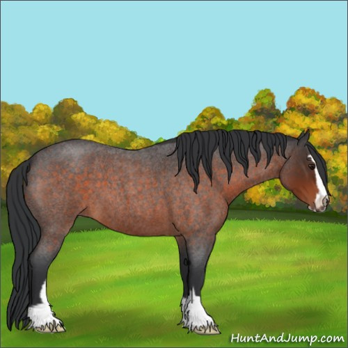 Horse Color:Brown Roan Sabino 