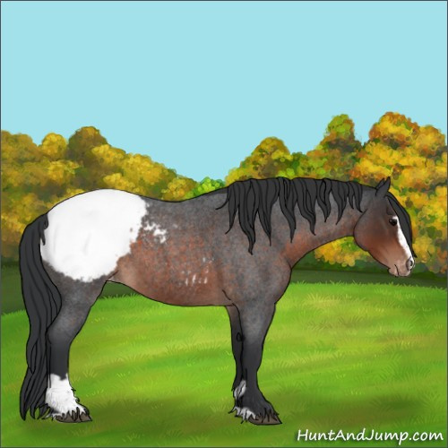 Horse Color:Brown Roan Sabino Appaloosa 