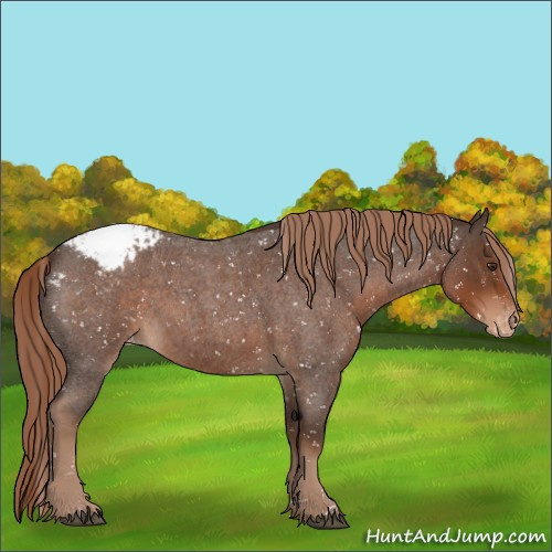 Horse Color:Liver Red Roan Appaloosa 