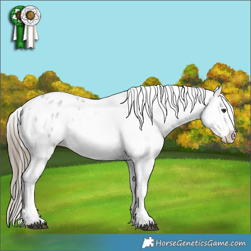Horse Color:Liver Red Roan Appaloosa 
