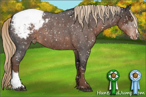 Horse Color:Liver Red Roan Sabino Appaloosa 