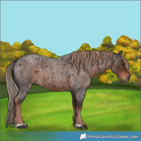 Horse Color:Liver Red Roan Rabicano 