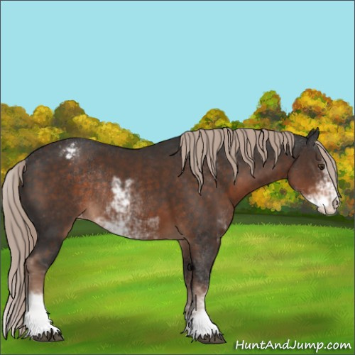 Horse Color:Liver Chestnut Sabino Appaloosa Rabicano 