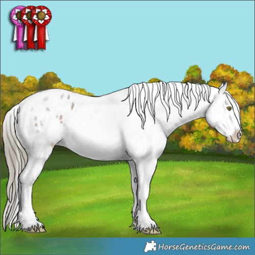 Horse Color:Liver Red Roan Tobiano Appaloosa 