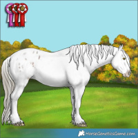 Horse Color:Liver Red Roan Tobiano Appaloosa 