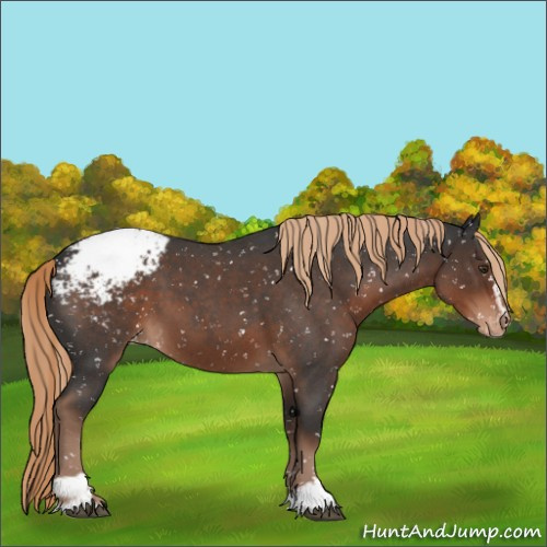 Horse Color:Liver Red Roan Sabino Appaloosa 