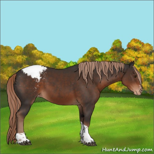 Horse Color:Liver Chestnut Sabino Tobiano Appaloosa 