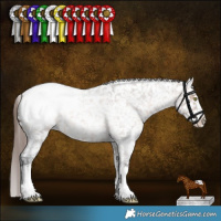 Horse Color:Brown Roan Dun Sabino Appaloosa 