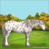 Horse Color:Liver Red Dun Roan Sabino Appaloosa 