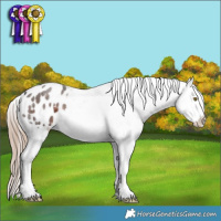 Horse Color:Liver Red Roan Appaloosa 
