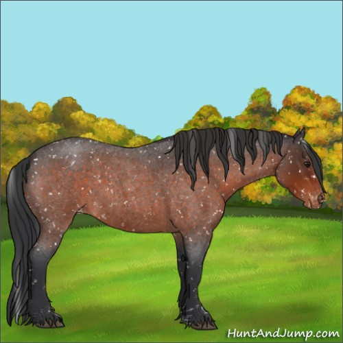 Horse Color:Brown Roan Appaloosa 