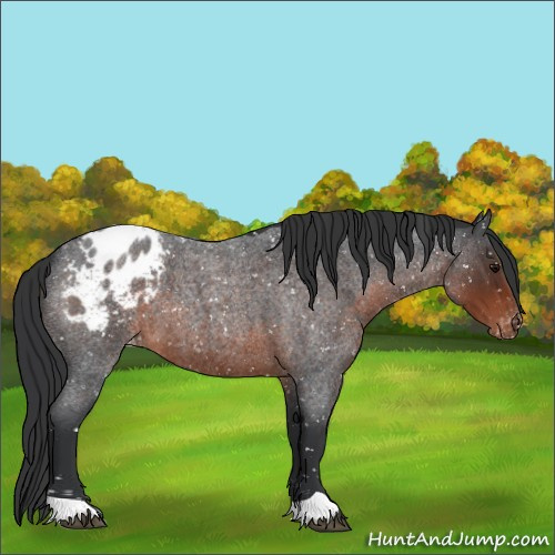 Horse Color:Brown Roan Appaloosa 