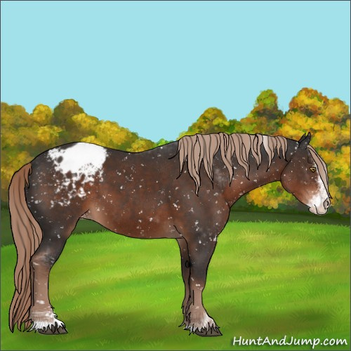 Horse Color:Liver Chestnut Sabino Appaloosa 