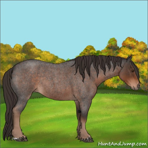 Horse Color:Liver Red Roan Rabicano 