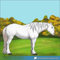 Horse Color:Liver Red Roan Appaloosa Rabicano 