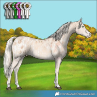 Horse Color:Chocolate Palomino Snowdrop Onyx Appaloosa  and Cremello Splash 
